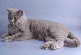 Russian Blue Kitten in Madurai, ¥ 30,000
