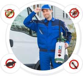 Professional Mice Removal in Kleinburg , Vaughan