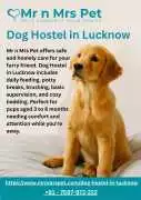 Dog Hostel in , Lucknow