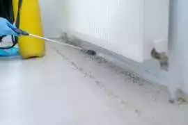 Same Day Pest Control Fortitude Valley, Fortitude Valley