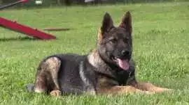 In-home training Lake County, FL - Mace's Malinois, Summerfield