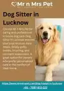 Dog Sitter in , Lucknow