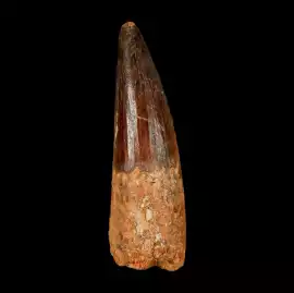 Authentic Spinosaurus Tooth – Prehistoric Fossil, $ 136