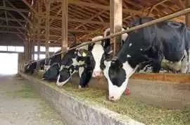 Reliable Animal Feed Dealer in Owego for Livestock, Owego