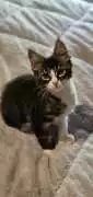 Maine Coon Kittens in Indiana: Affordable Coons, Milton