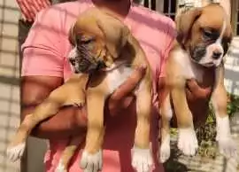 Boxer Puppies for Sale in Ahmedabad, ₹ 63,000