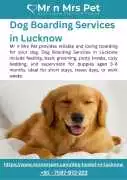 Dog Boarding Services in , Lucknow
