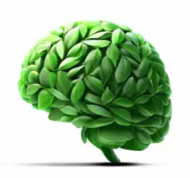 Bacopa extract, $ 0