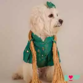 Diwali Paw-someness: Dress Your Pup in Dog Kurta, New Delhi