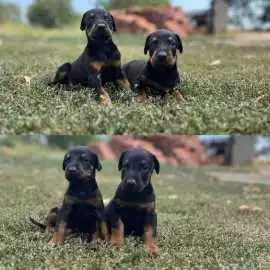 Doberman Puppies for Sale in Chandigarh, ₹ 63,000