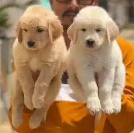 Golden Retriever Puppies For Sale In Gurgaon, ¥ 52,400