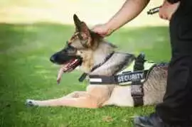 Best Dog for Security in India | K9 School Trainin, New Delhi