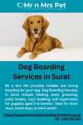 Dog Boarding Services in , Surat