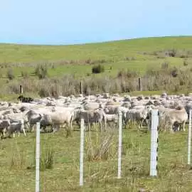 Build Premium Quality Poly Fencing for Lifelong, ps 0