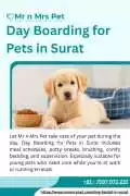 Day Boarding for Pets in, Surat