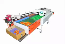 Best Quality Kinnow Sorting & Grading Machine , Haryana