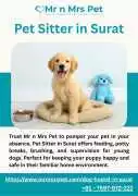 Pet Sitter in , Surat