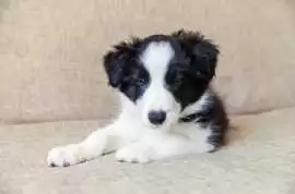 Border Collie Puppies for Sale in Faridabad, ¥ 311,000