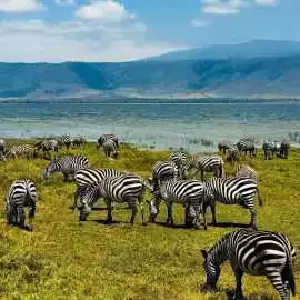 Safari Tours in Kenya: Where Nature Writes the Scr, Nairobi