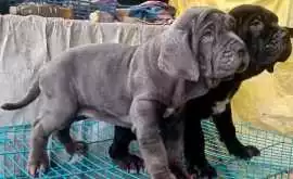 Neapolitan Mastiff Puppies For Sale In Faridabad, ¥ 87,500