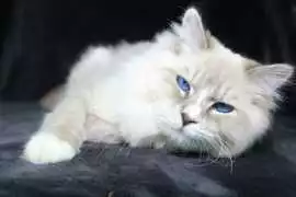 Meet the Royal Siberian Cat: A Regal Pet for Every, Virginia Beach