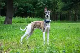 Greyhound Puppies For Sale In Faridabad, ¥ 74,500
