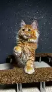 Maine Coon Cats For Sale: Loving Companions, Milton