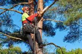 Premium Arborist Ropes for Safety and Durability, Statesville