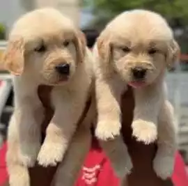 Golden Retriever Puppies For Sale In Faridabad, ¥ 48,400