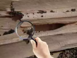 Termite Inspection Service Clayton, Clayton North
