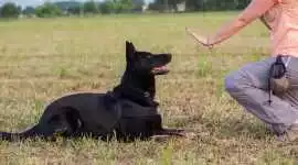 Dog Training In Bangalore, Bengaluru