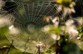 Reliable Pest Control Gold Coast Services | Termic, Abbotsham