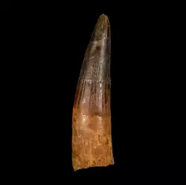 Spinosaurus Tooth – A Rare Prehistoric Predator, ps 155