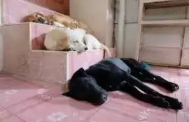 Dog Hostel In Bangalore, Bengaluru