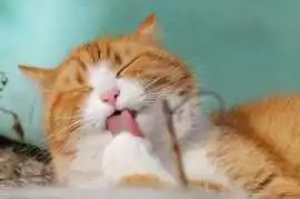 Cat Grooming in , Bengaluru