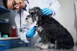 Dog Umbilical Hernia Surgery Recovery, Toronto