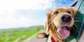 Safe Travel for Dogs and Cats in Delhi NCR , Delhi