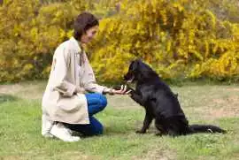 Dog Training In Delhi, Delhi