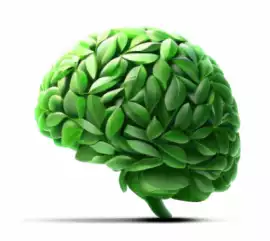 Bacopa Monnieri Extract, $ 0