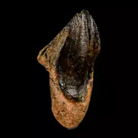 Triceratops Teeth – Own a Cretaceous Treasure, $ 290