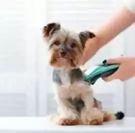 Dog Grooming In Delhi, ₹ 999