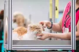 Cat Grooming in, Kolkata