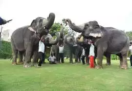 Elephant Village In Jaipur A Unique Cultural Exper, Jaipur