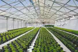 Cannabis Clones Online , $ 0