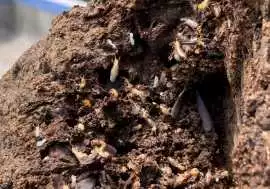 Trusted Termite Protection in Gold Coast | Termici, Aberdare