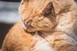 Cat Grooming in , Jaipur