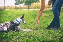 Dog Training In Chennai, Chennai