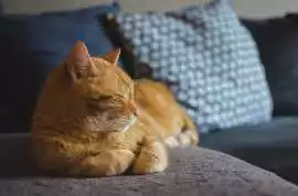 Cat Grooming in , Ahmedabad