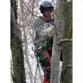 Tree Removal Sevices Orangeville, Orangeville