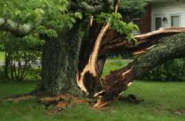 Expert Root Tree Surgeon in Newcastle , Newcastle
